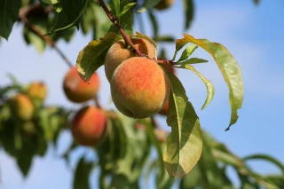 Pêches : une récolte à 231 000 tonnes