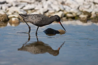 Agence RMC : 10 M€ en faveur de la biodiversité