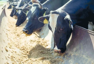 Alimentation animale : la filière reste sous pression