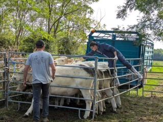 Foyer de DNC dans le Doubs : ce que dit l’enquête ? 