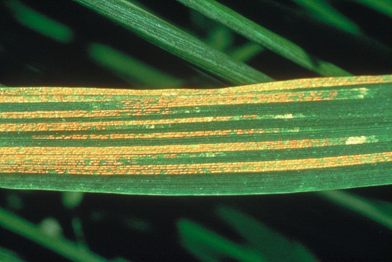 S’approprier l’innovation variétale pour répondre aux problématiques régionales