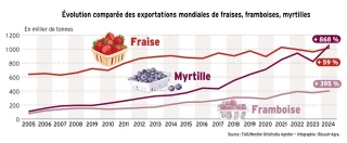 Fruits rouges : les myrtilles nouvelles reines du marché mondial