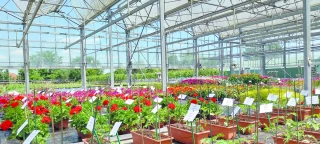 Fleurs et plantes : forte concentration  des grossistes