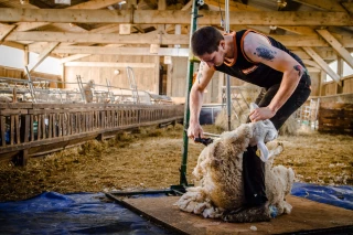 Regain du prix de la laine 