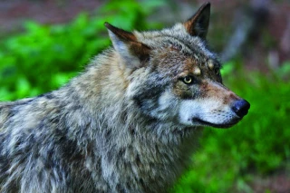 Annie Genevard rehausse le plafond de prélèvement du loup 