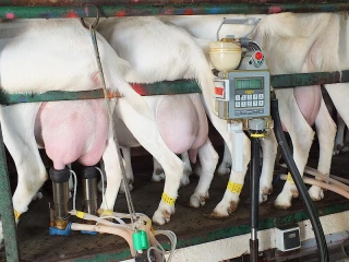 Les éleveurs de chèvres demandent une hausse de 50 €/1 000 litres