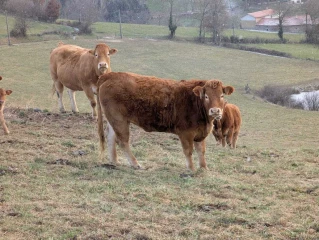 Toujours moins de viande bovine