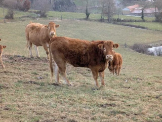 Toujours moins de viande bovine