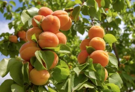 Abricots : prévisions de récolte française divergentes