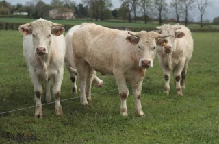 Bovins viande : une forte capitalisation pour des revenus contenus