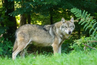 Loup, les députés facilitent encore les tirs