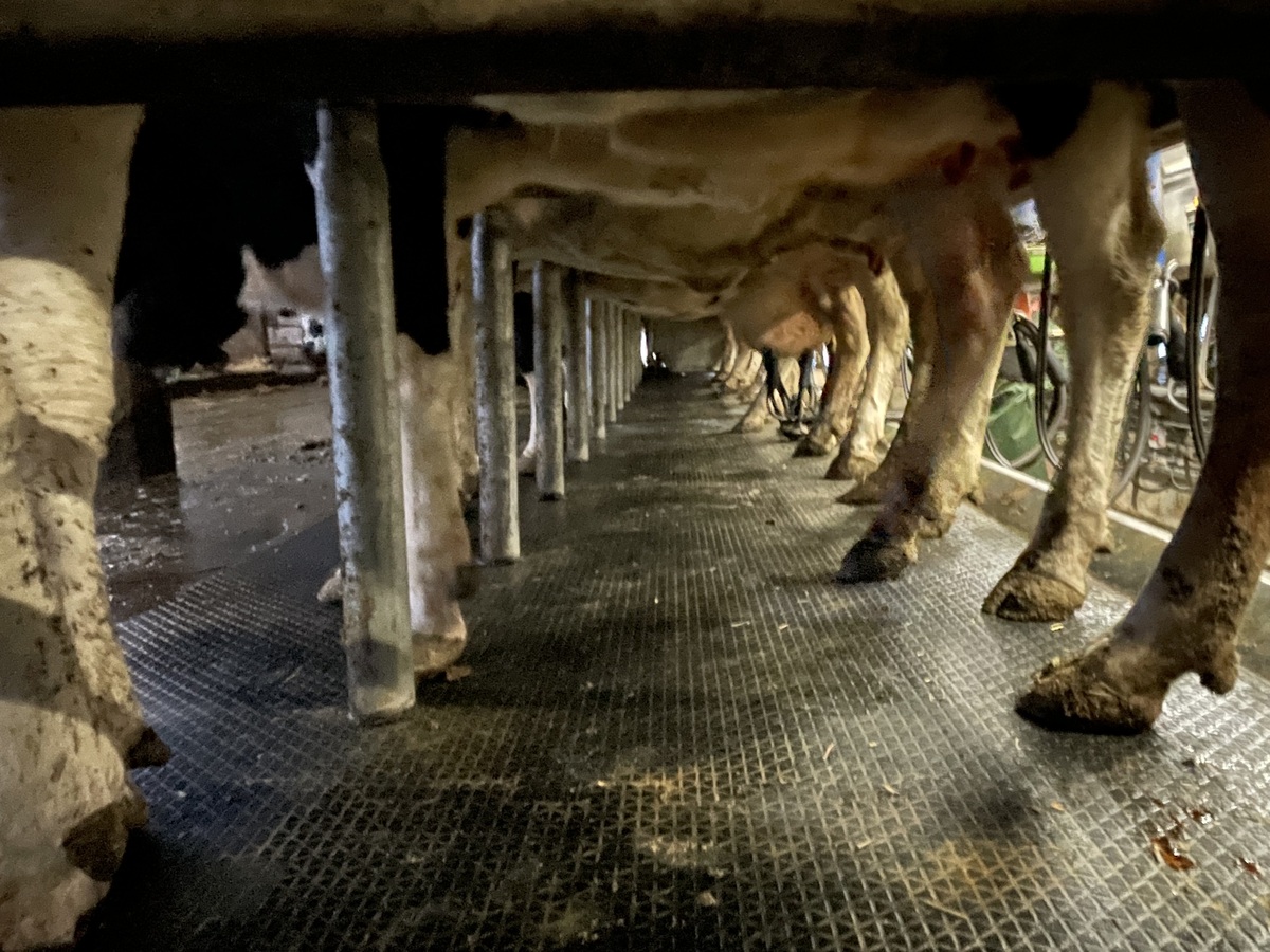 Lait : reconquérir le marché intérieur
