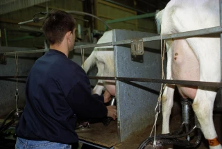 Nette baisse de la production de lait par chèvre en 2025