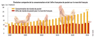 Poulet : les abattages progressent moins vite que la consommation en 2025