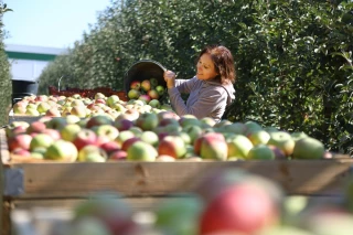 Récolte de pomme 2026 attendue dans la moyenne, bonne en poire