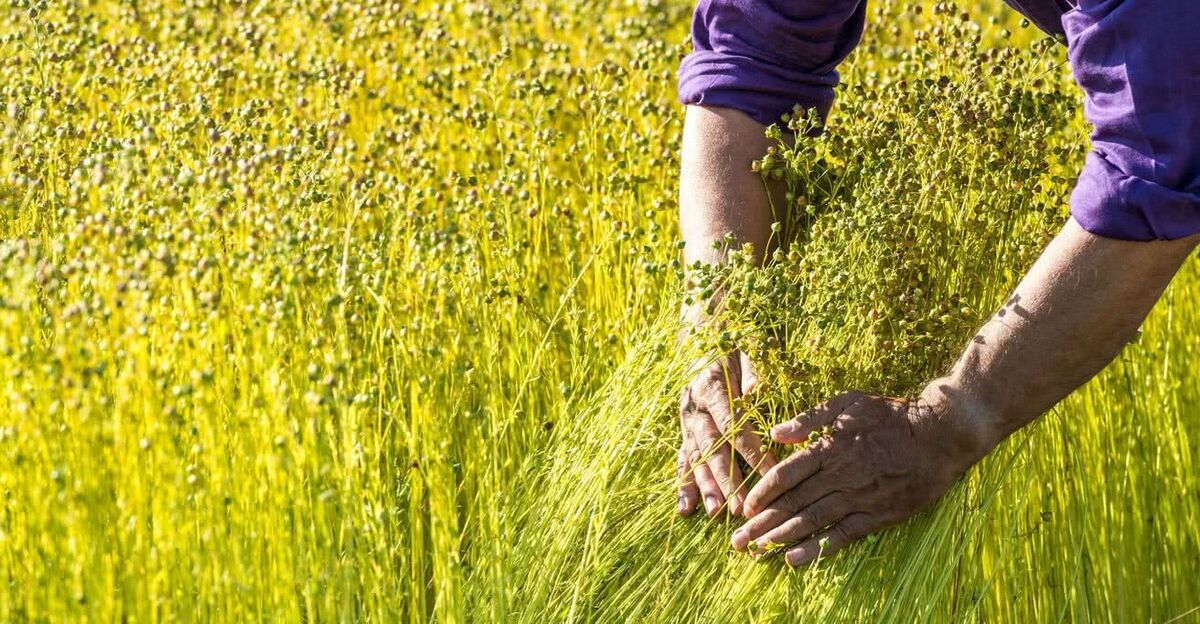 La surface française de lin en hausse de 10 % en 2026