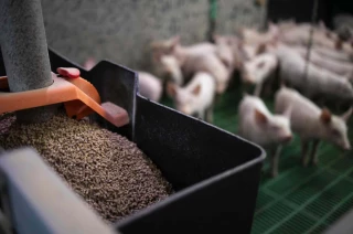 Aliment du bétail : le rebond empêché
