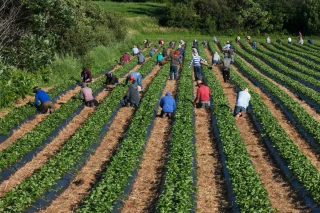  Le travail familial agricole s’érode et le salariat progresse